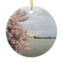 Kirschblüten am Tidal Basin