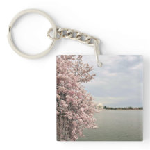 Kirschblüten am Tidal Basin