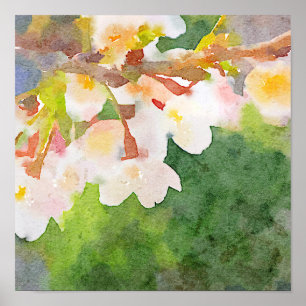 Kirschblüten Aquarell Sakura Blumen Frühling Poster