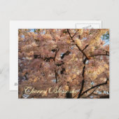 Kirschblüten-Baum-Postkarte Postkarte (Vorne/Hinten)
