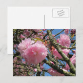 Kirschblüten, Blauer Himmel Postkarte (Vorne/Hinten)