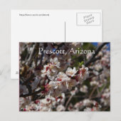 Kirschblüten blühen in Prescott, Arizona Postkarte (Vorne/Hinten)
