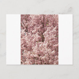 Kirschblüten Blume Bäume Natur Nationalparkgebiet Postkarte