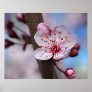 Kirschblüten-Blume Poster