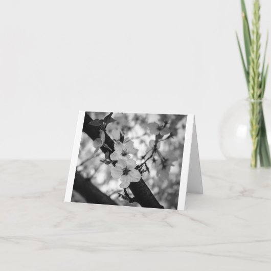 Kirschblüten BW - Leere geklappte Karte (Vorderseite)