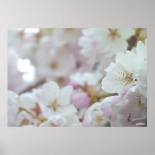 Kirschblüten-Druck Weiße Blume Poster Druck