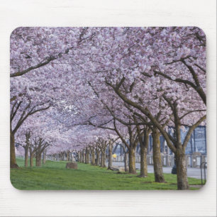 Kirschblüten entlang des Willamette-Flusses, USA Mousepad