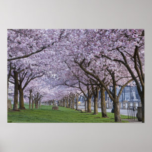Kirschblüten entlang des Willamette-Flusses, USA Poster