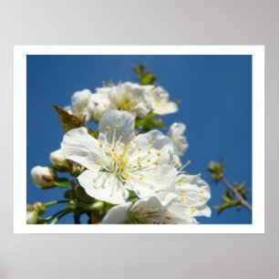 Kirschblüten Fine Art Drucke Frühlingsblauer Himme