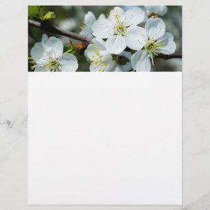 Kirschblüten Flyer