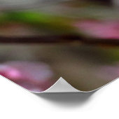 Kirschblüten Foto Print Poster (Ecke)