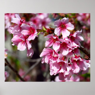 Kirschblüten Foto Print Poster