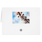 Kirschblüten, Frühlingszeit, Natur (Rückseite Horizontal)