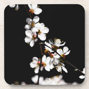 Kirschblüten Getränkeuntersetzer
