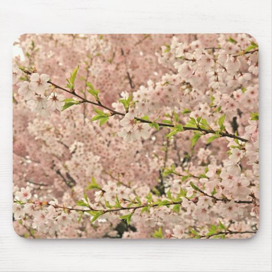 Kirschblüten im Frühjahr Mousepad (Vorne)