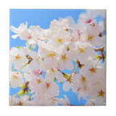 Kirschblüten im Frühling Fliese (Vorderseite)