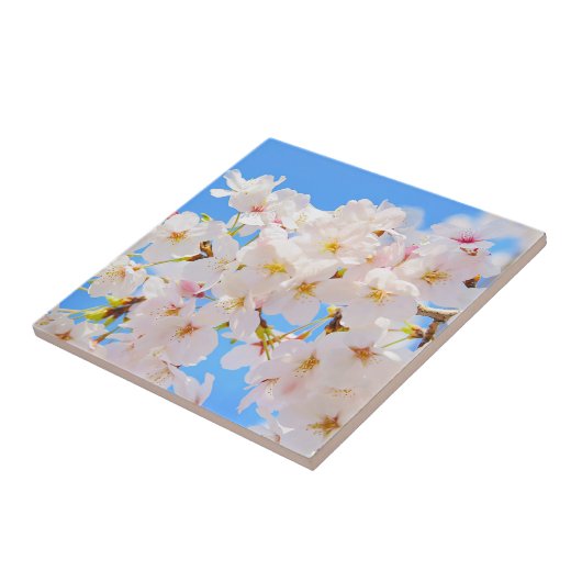 Kirschblüten im Frühling Fliese (Seite)