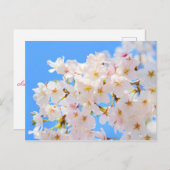 Kirschblüten im Frühling Postkarte (Vorne/Hinten)