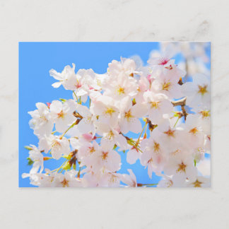 Kirschblüten im Frühling Postkarte