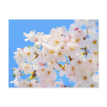 Kirschblüten im Frühling