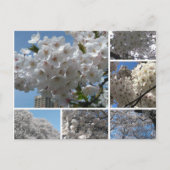 Kirschblüten in blühender Postkarte (Vorderseite)