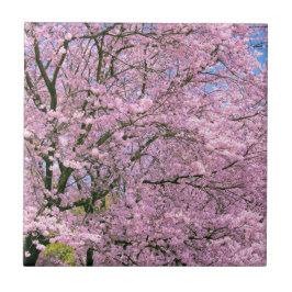 Kirschblüten in Blüte Fliese