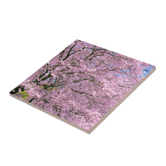 Kirschblüten in Blüte Fliese (Seite)