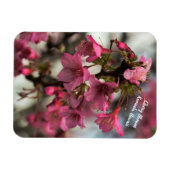 Kirschblüten in Hawaii Magnet (Horizontal)