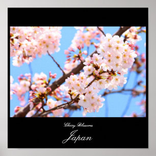 Kirschblüten in Japan Poster
