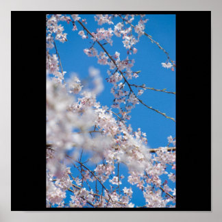 Kirschblüten in Japan Poster