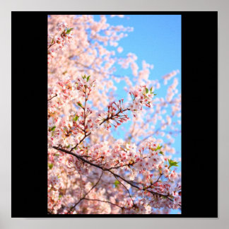 Kirschblüten in Japan Poster