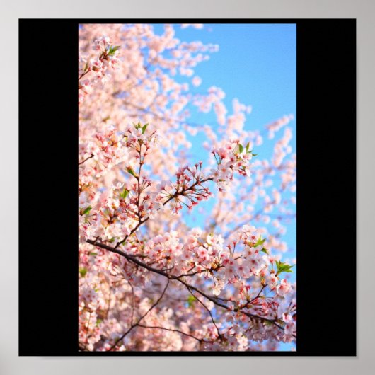 Kirschblüten in Japan Poster (Vorne)