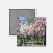 Kirschblüten in Philadelphia Magnet (Vorderseite/Rückseite)
