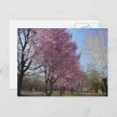 Kirschblüten in Philadelphia Postcard Postkarte (Vorne/Hinten)