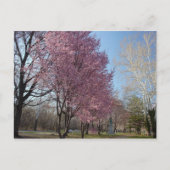 Kirschblüten in Philadelphia Postcard Postkarte (Vorderseite)