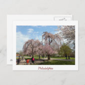 Kirschblüten in Philadelphia Postkarte (Vorne/Hinten)