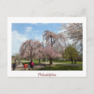 Kirschblüten in Philadelphia Postkarte
