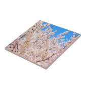 Kirschblüten in Vollblut Fliese (Seite)