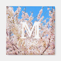 Kirschblüten in voller Blüte