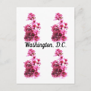 Kirschblüten in Washington, D.C. Postkarte