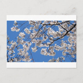 Kirschblüten in Washington D.C. Postkarte