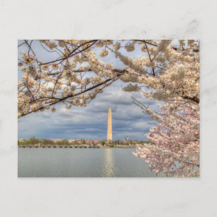 Kirschblüten in Washington DC Postkarte