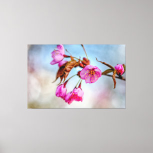 Kirschblüten in zarten rosa Farben im Frühling Leinwanddruck