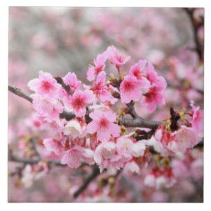 Kirschblüten Japan floral rosa hübsch einzigartig  Fliese