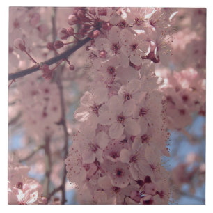 Kirschblüten Japan floral rosa hübsch einzigartig Fliese
