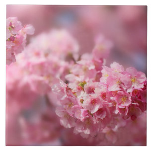 Kirschblüten Japan floral rosa hübsch einzigartig Fliese