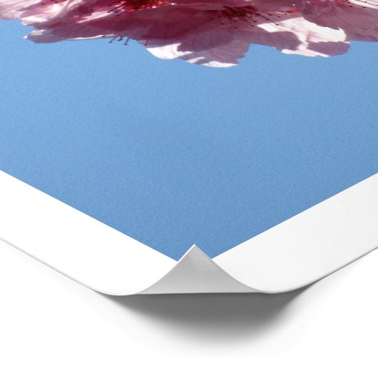 Kirschblüten: Japan Poster (Ecke)