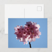 Kirschblüten: Japan Postkarte (Vorne/Hinten)