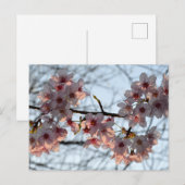 Kirschblüten: Japan Postkarte (Vorne/Hinten)