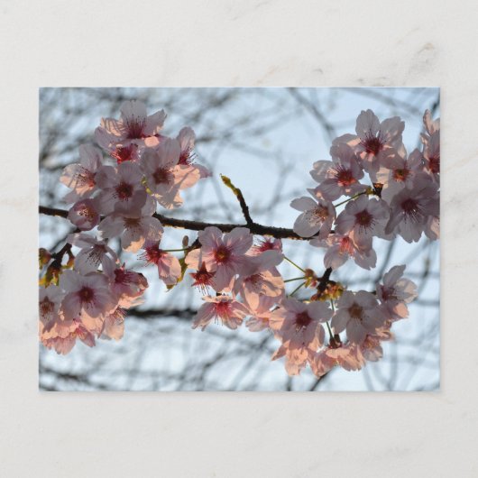 Kirschblüten: Japan Postkarte (Vorderseite)